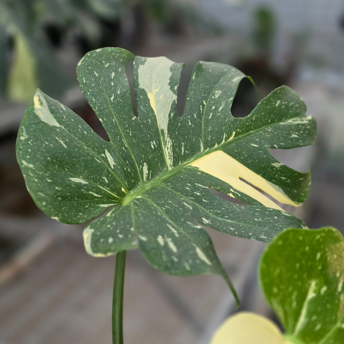 Monstera thai constellation - AM28-09