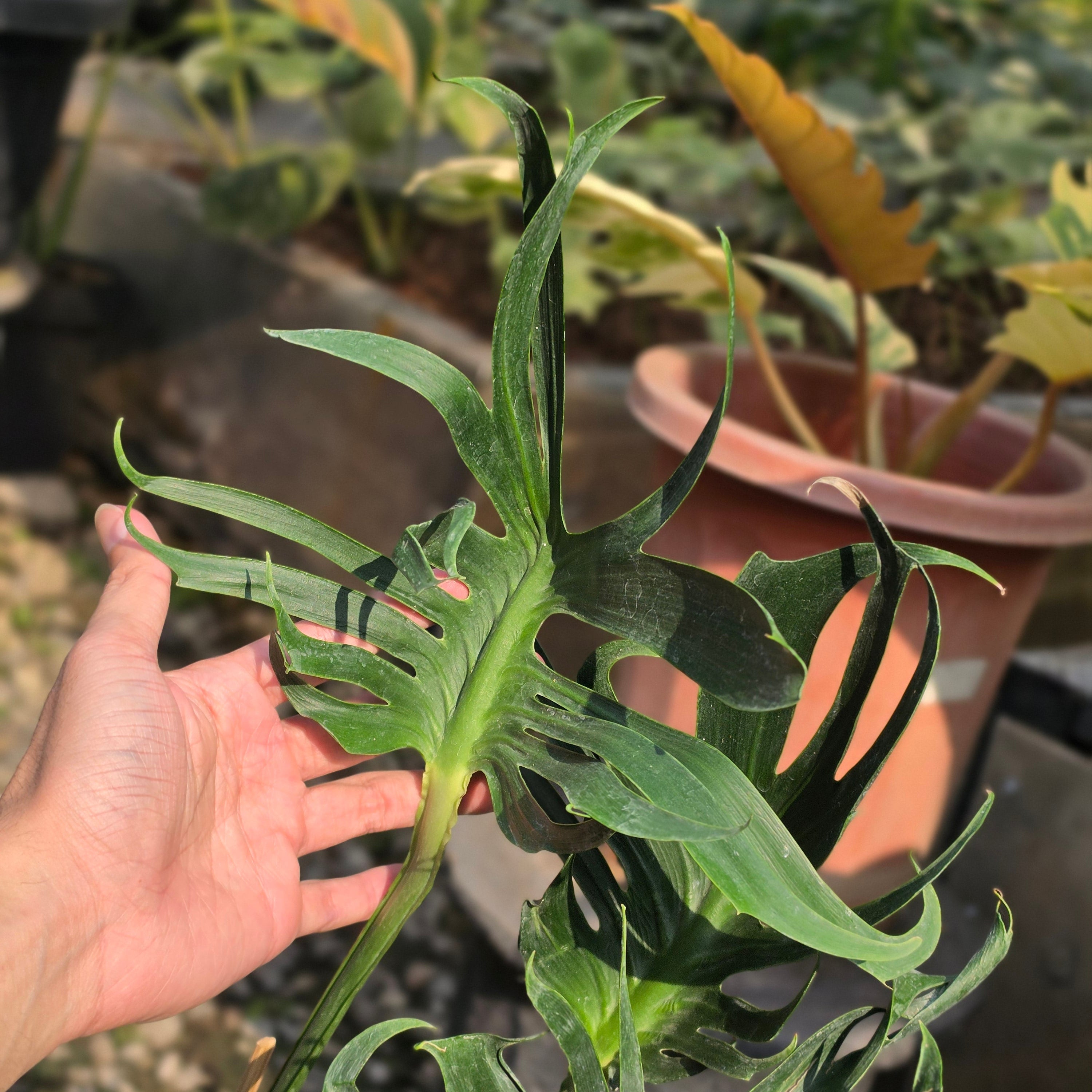 Monstera deliciosa unniiae
