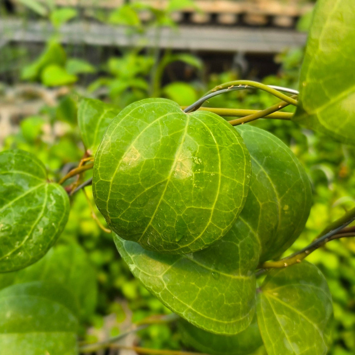 Hoya latifolia 'Sarawak Cream'