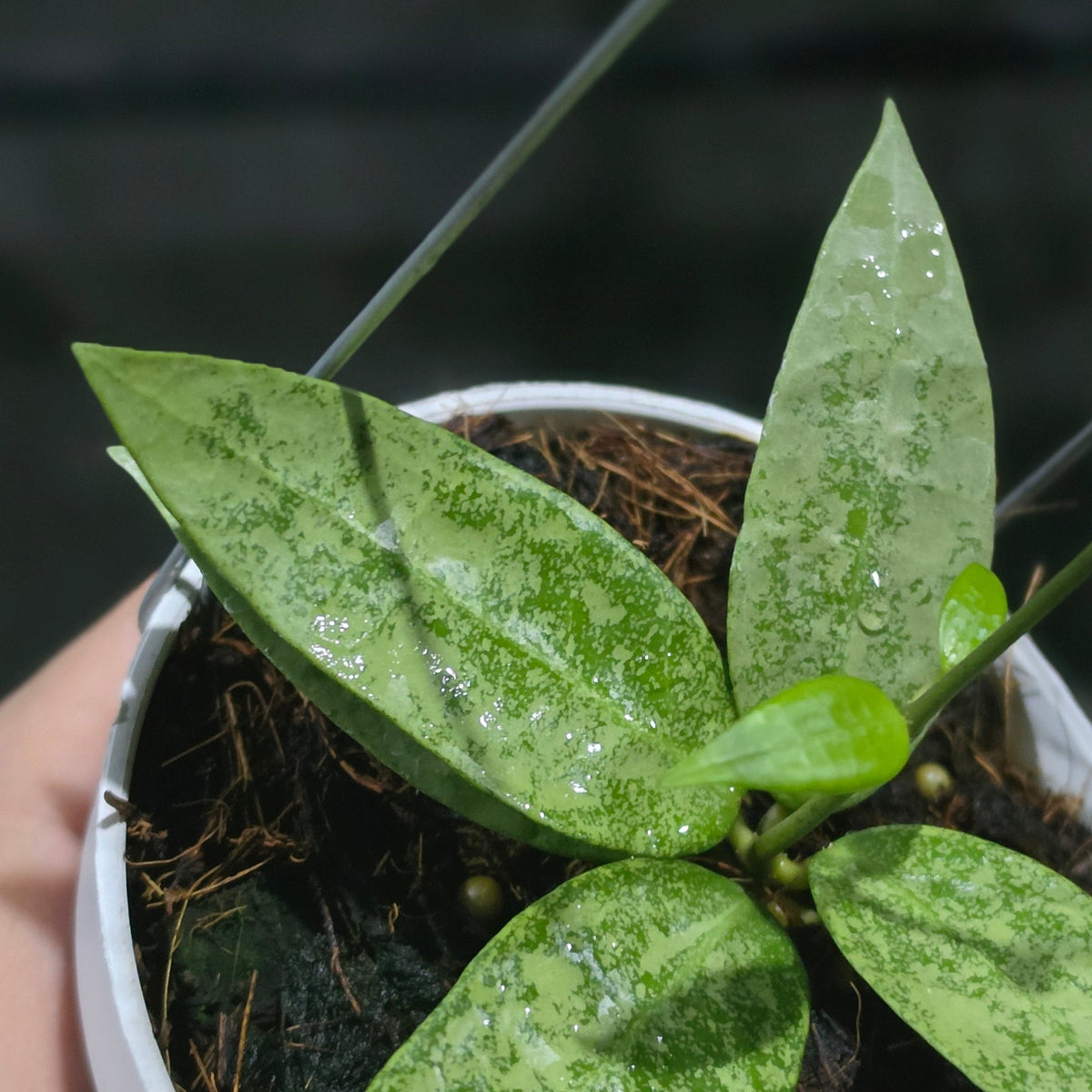 Hoya Punakawan Silver
