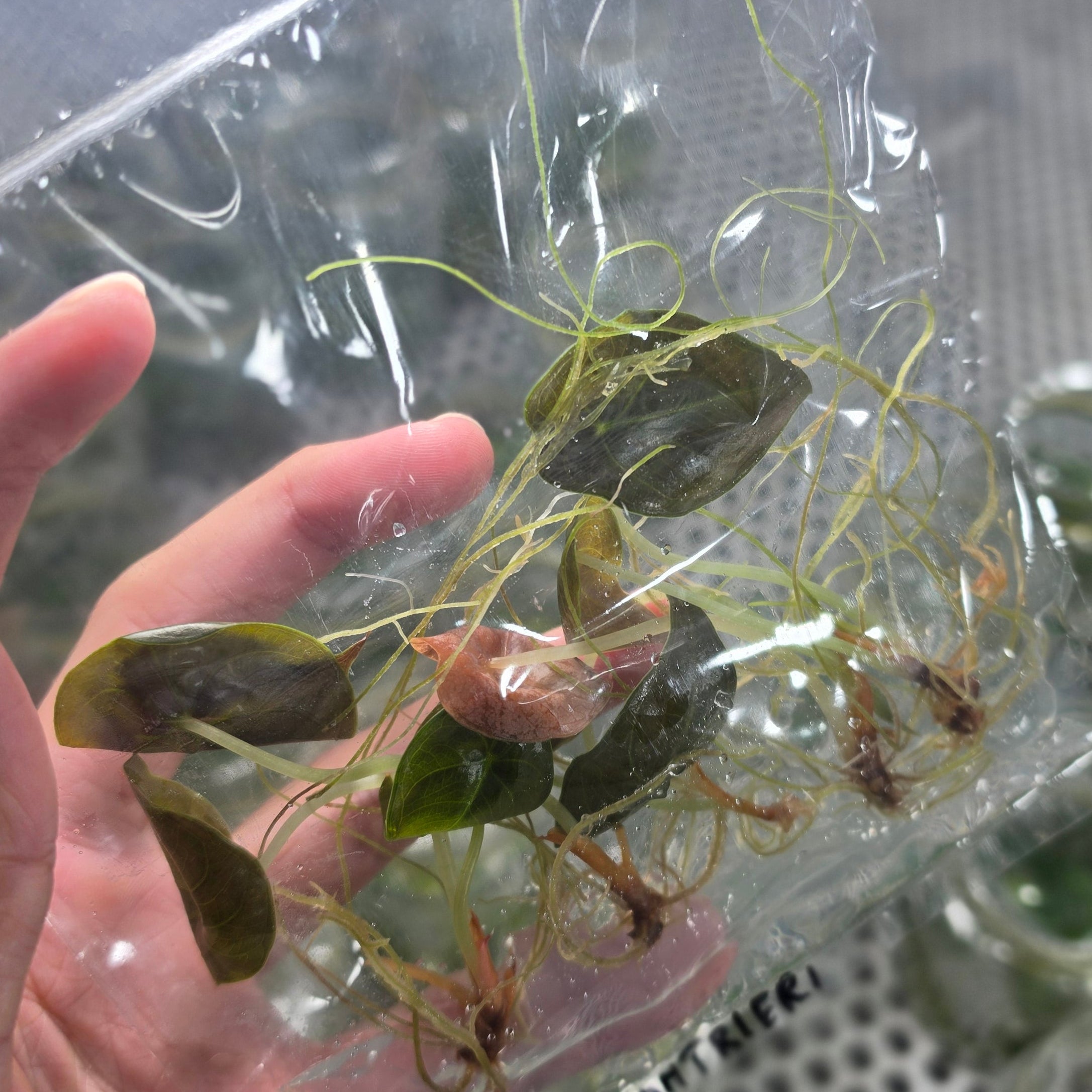 Alocasia chantrieri - Tissue culture