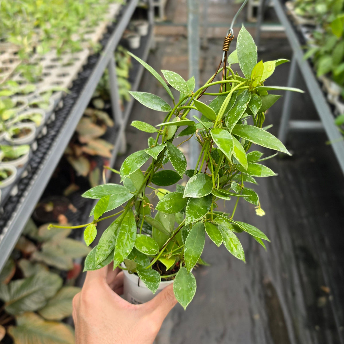 Hoya lacunosa ‘Silver Edge’