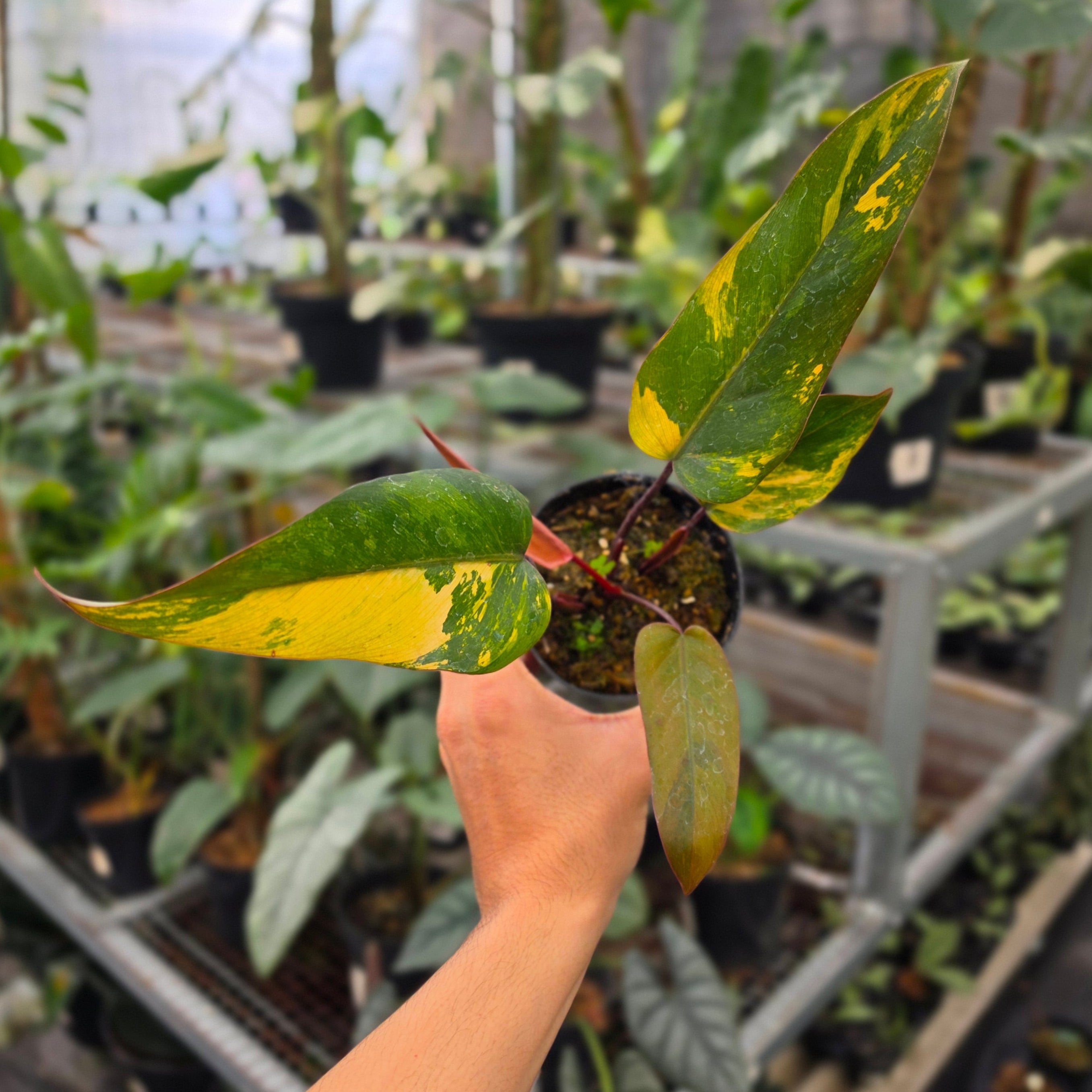 Philodendron Dark lord variegated