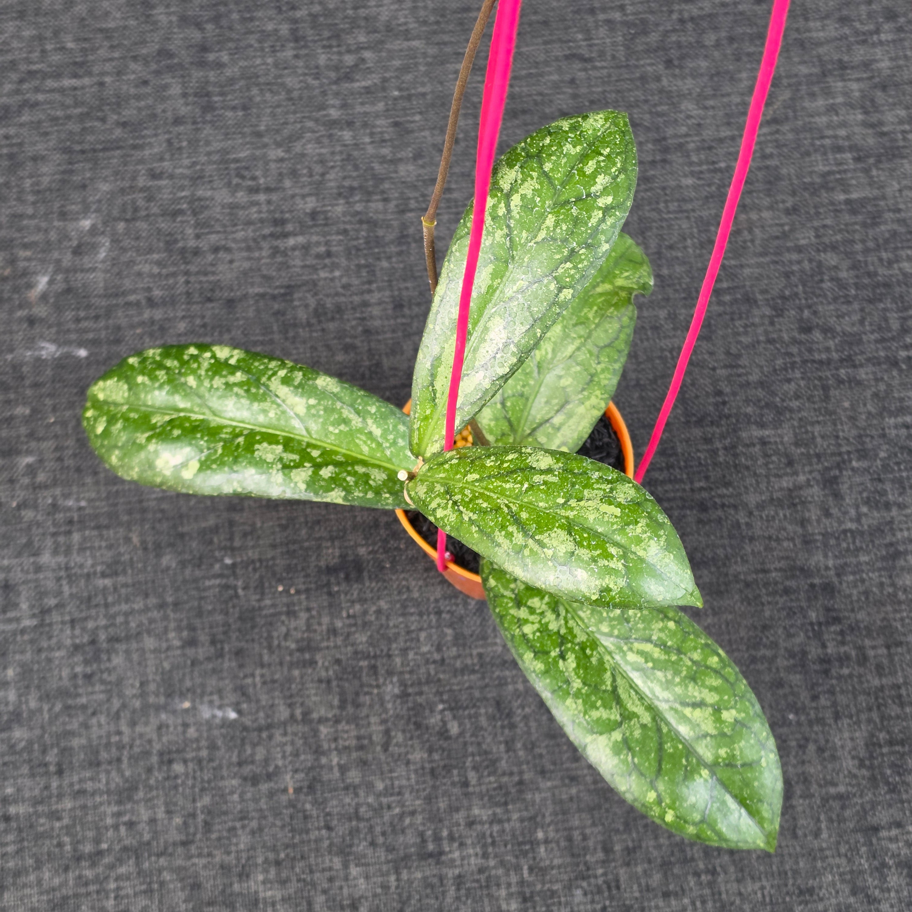Hoya sp 'Tanggamus Way Maja'