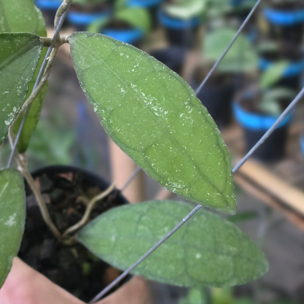 Hoya clemensiorum 'Veinless'