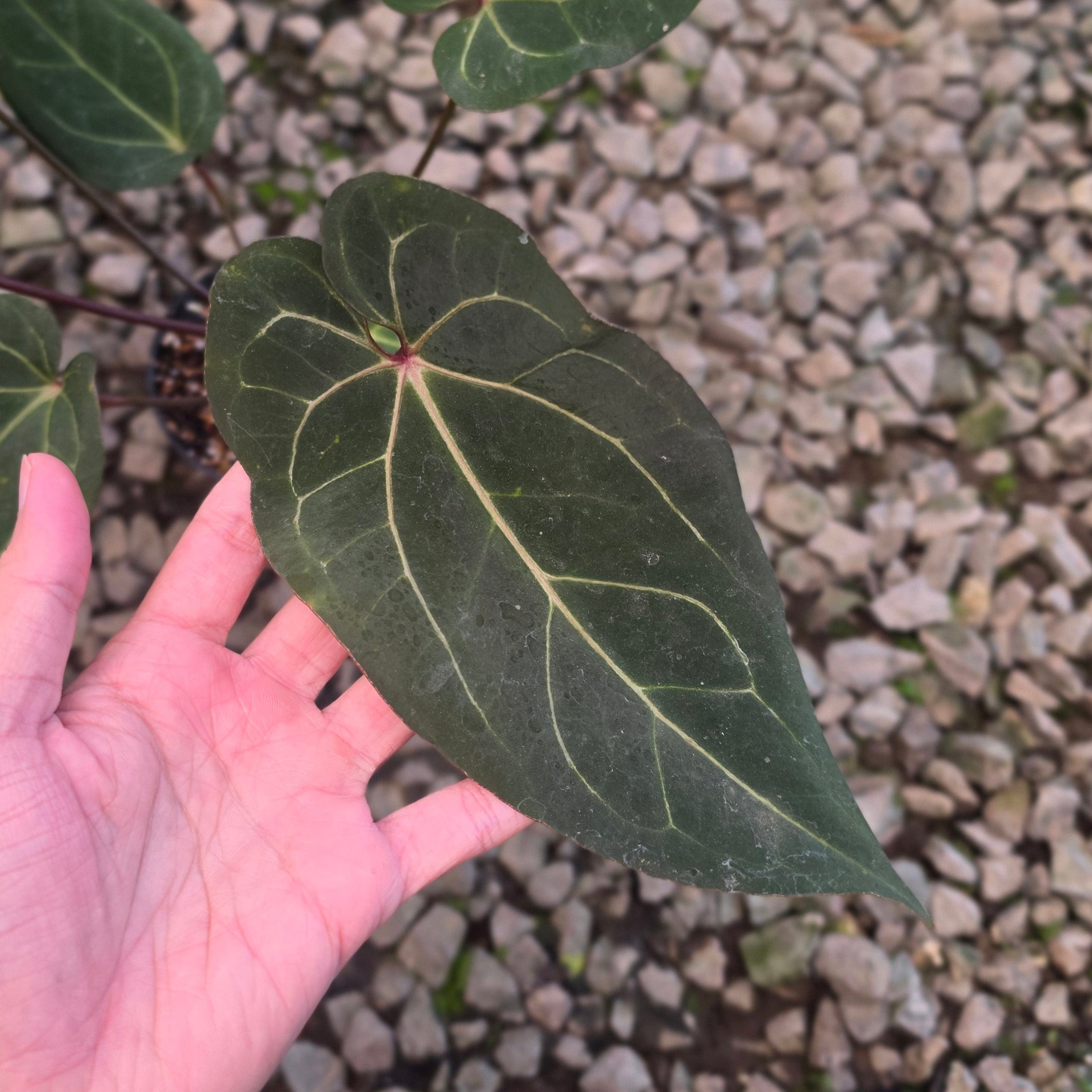 Anthurium angela black widow hybrid