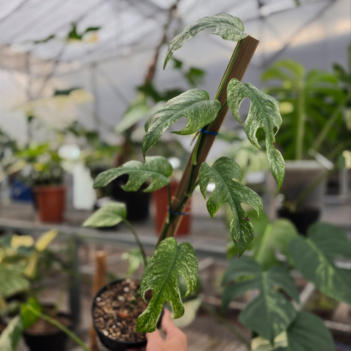 Epipremnum pinnatum white dagger - AM15-09