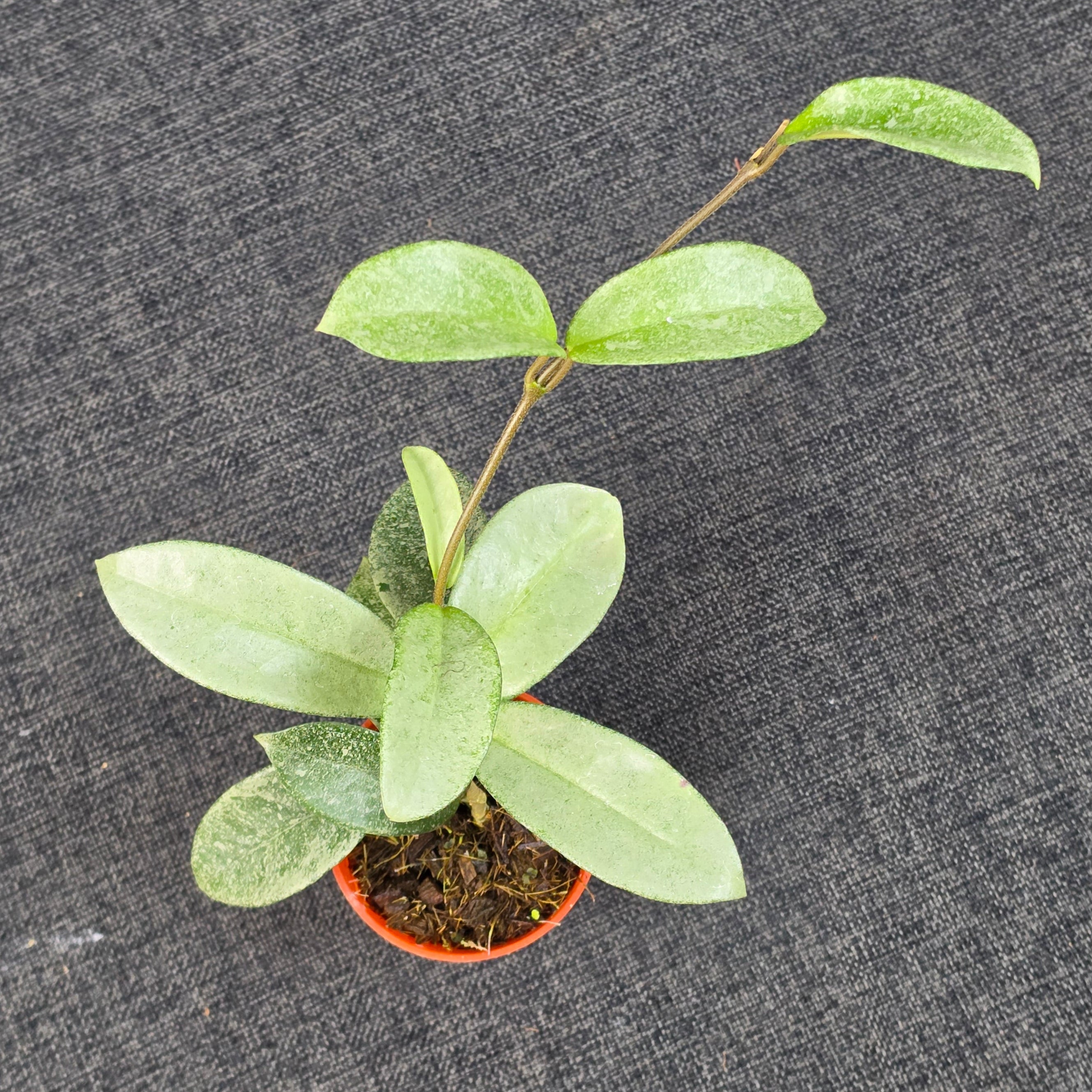 Hoya carnosa 'Nova Ghost'