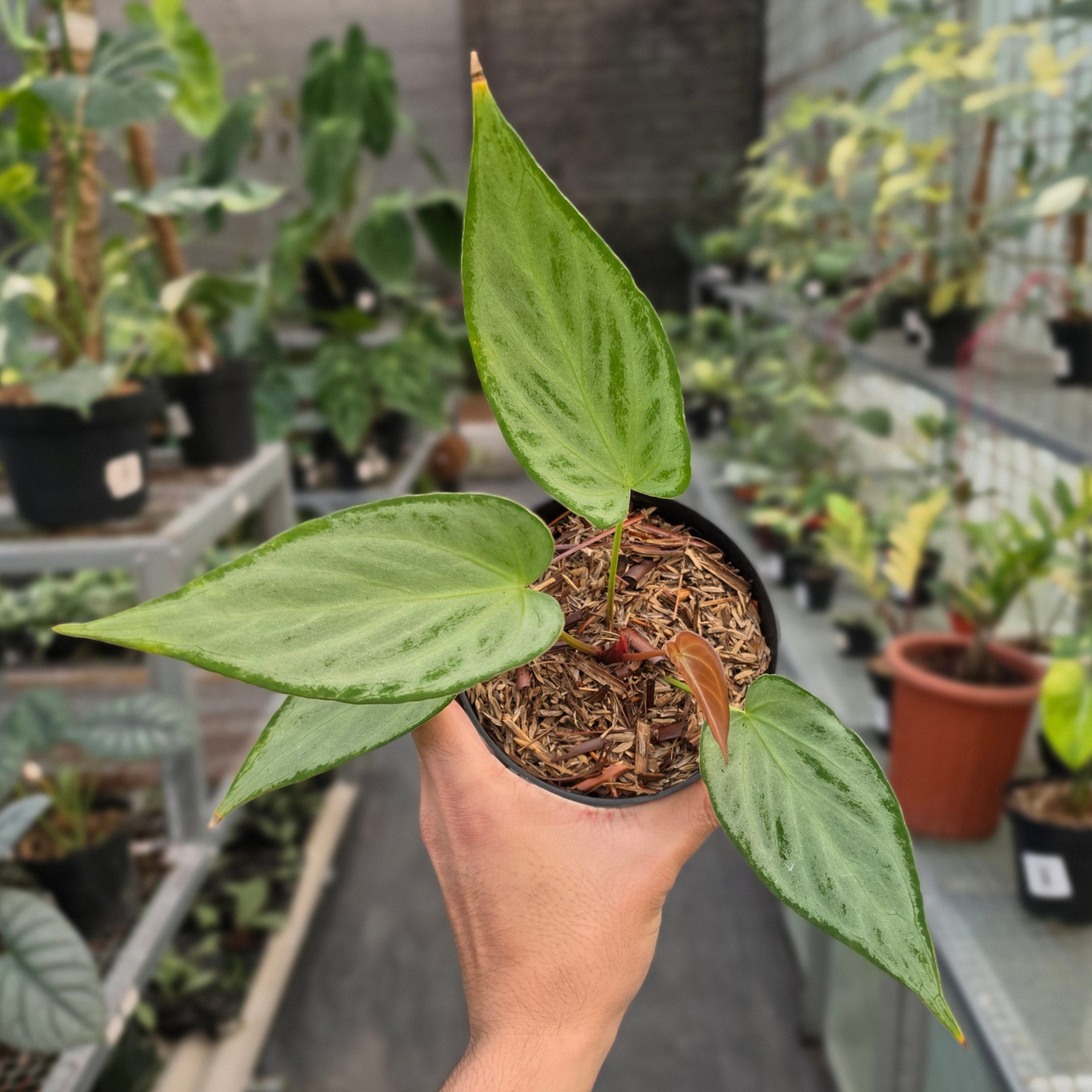 Anthurium silver chrome x warocqueanum