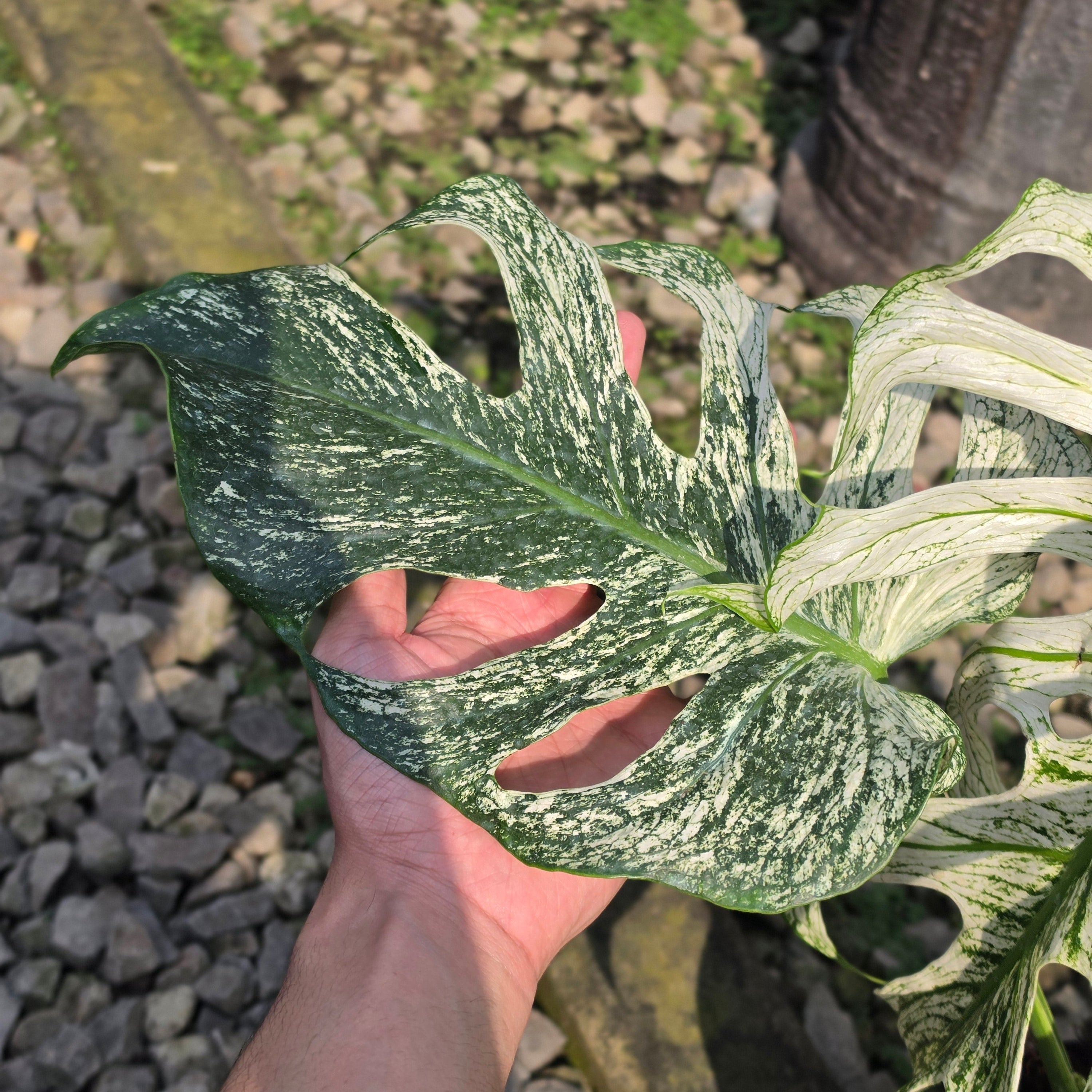 Monstera devil monster - mature size