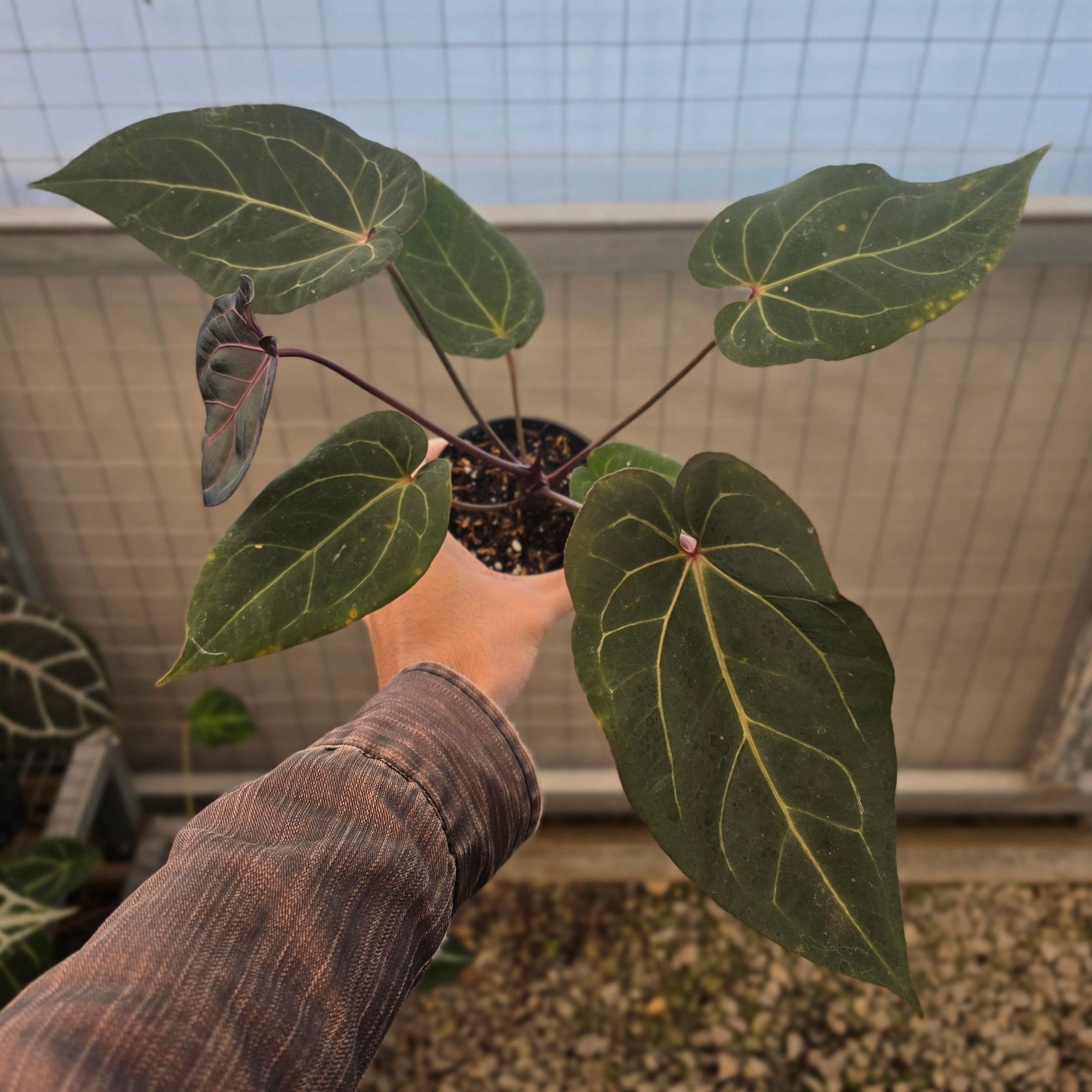 Anthurium angela black widow hybrid