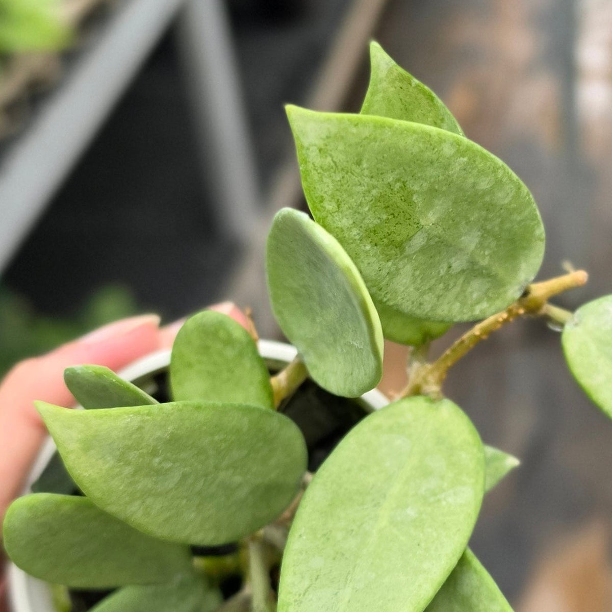 Hoya ‘Silver Lady’