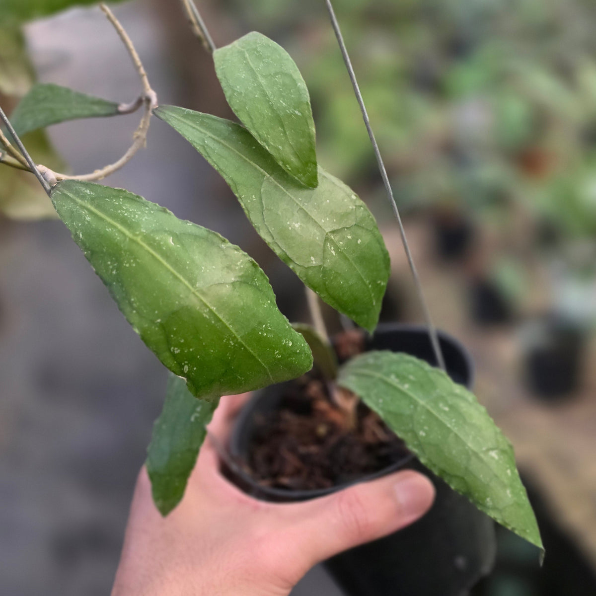 Hoya clemensiorum 'terong'
