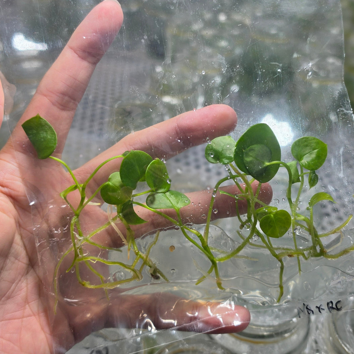 Anthurium night queen x red crystallinum - Tissue culture