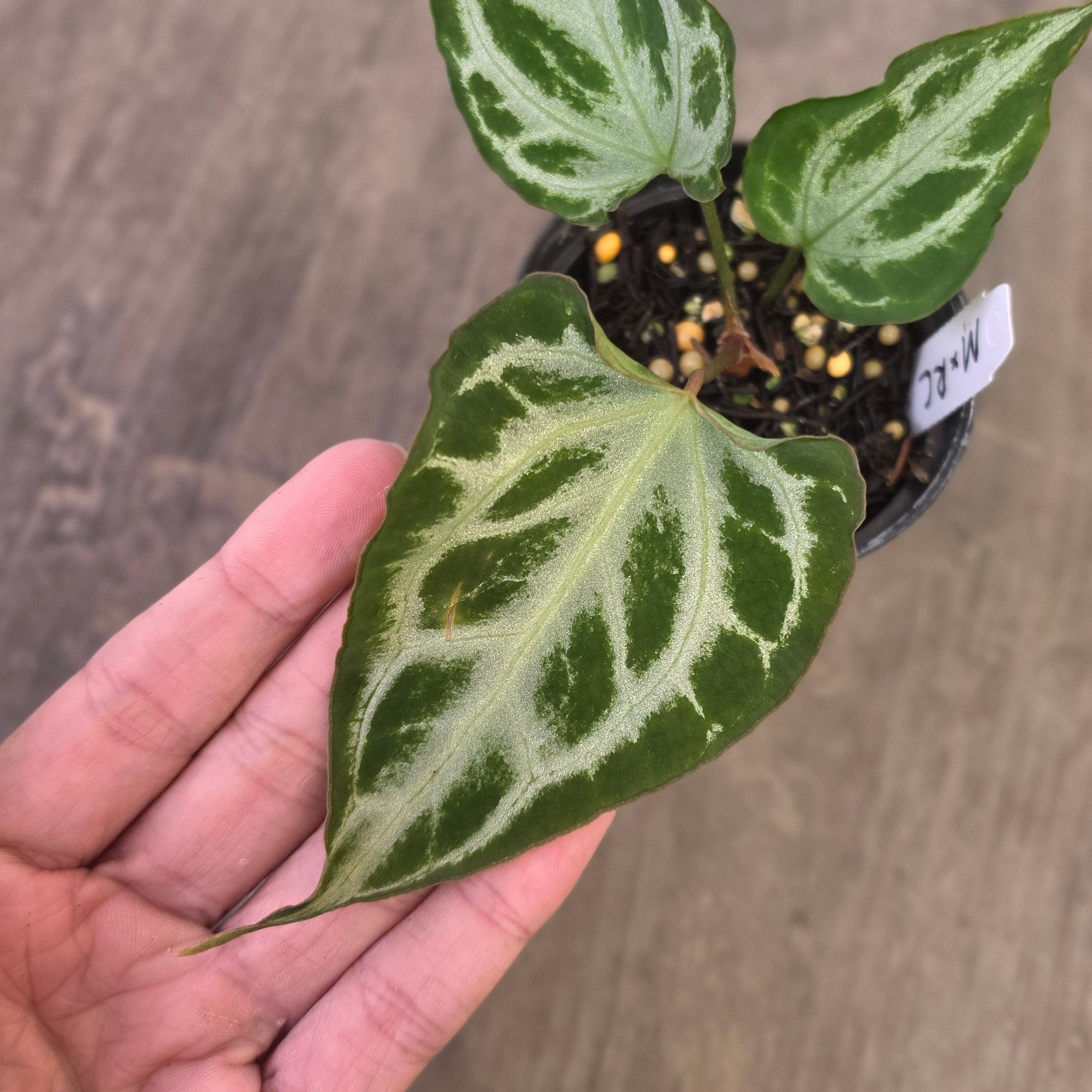 Anthurium muchlis x red crystallinum