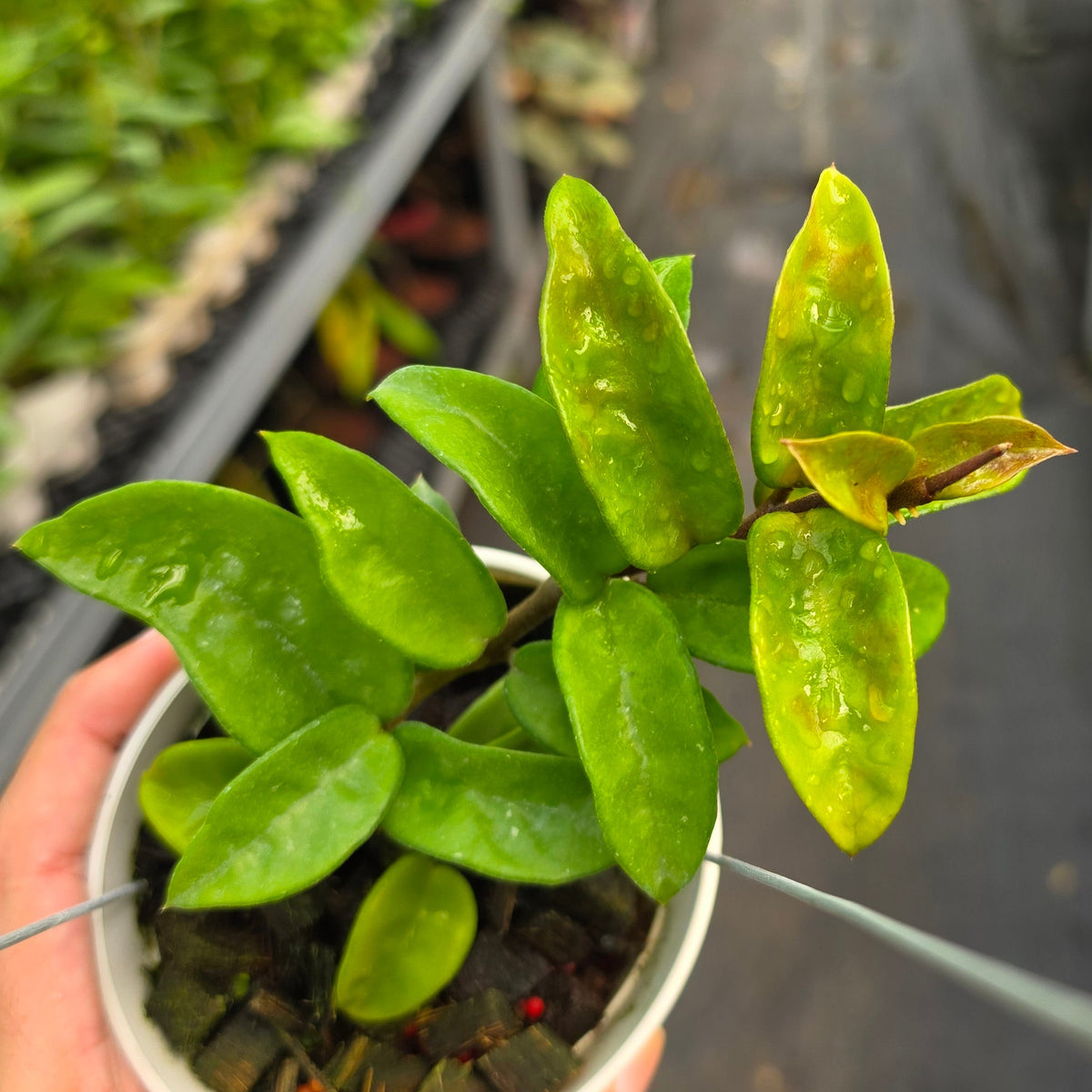 Hoya carnosa ‘Krinkle 8’