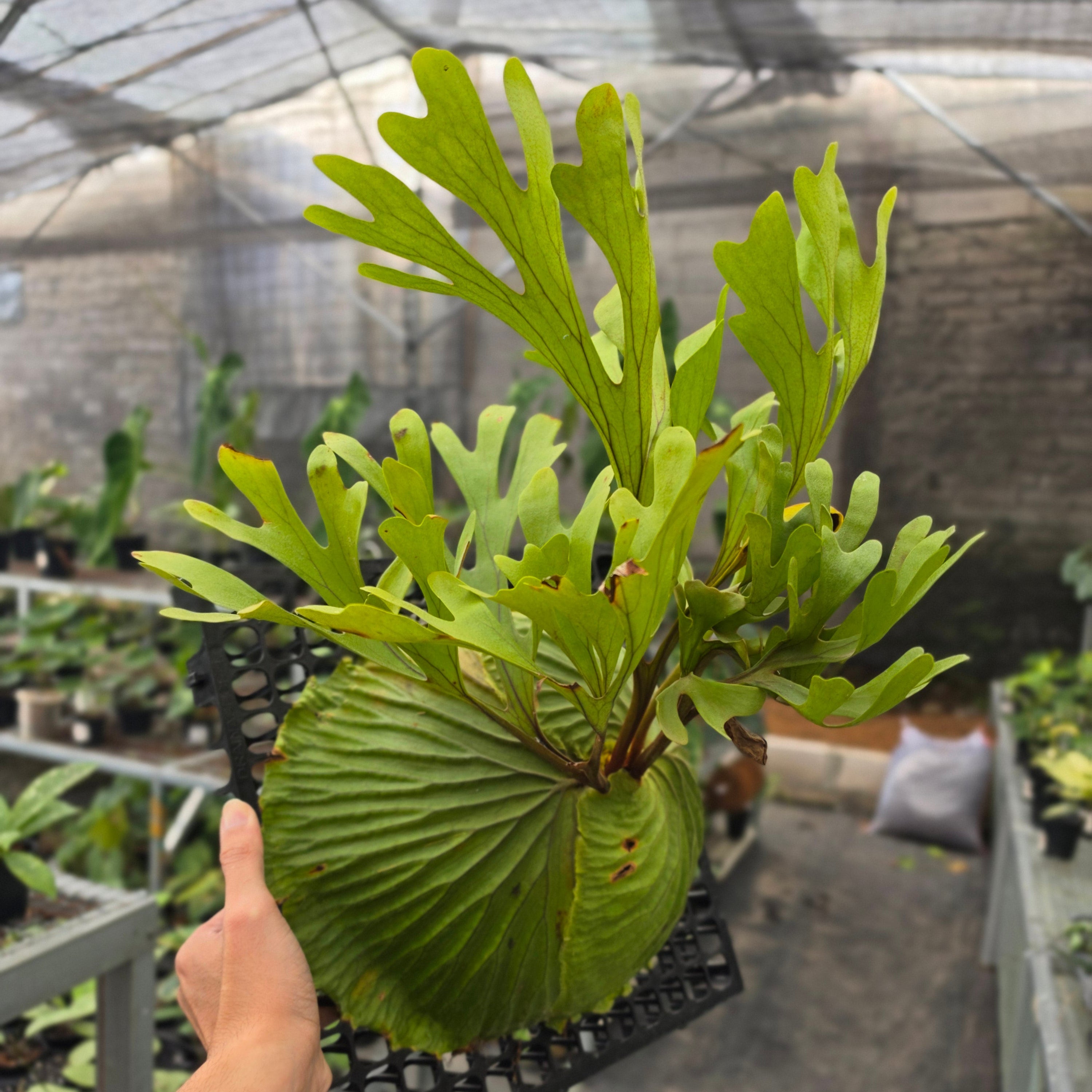 Platycerium Ridleyi - Mature Size