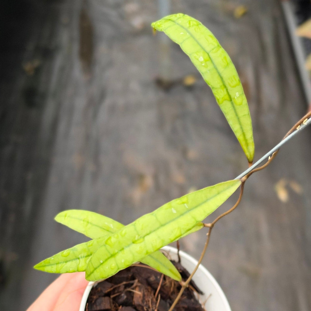 Hoya aff. callistophylla ‘Jungle Spear’