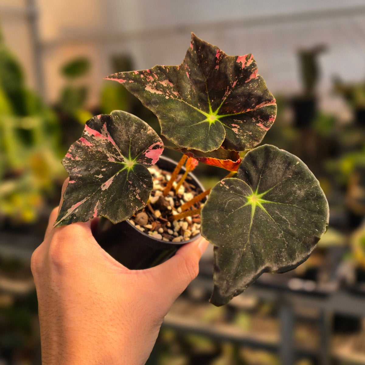 Begonia black fang pink variegated