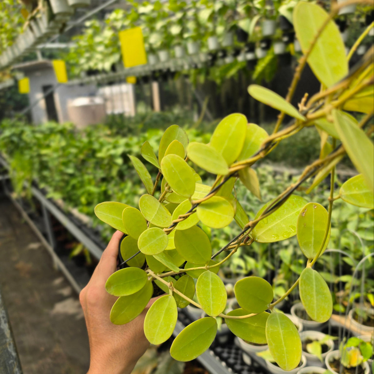 Hoya elliptica Kalimantan Barat