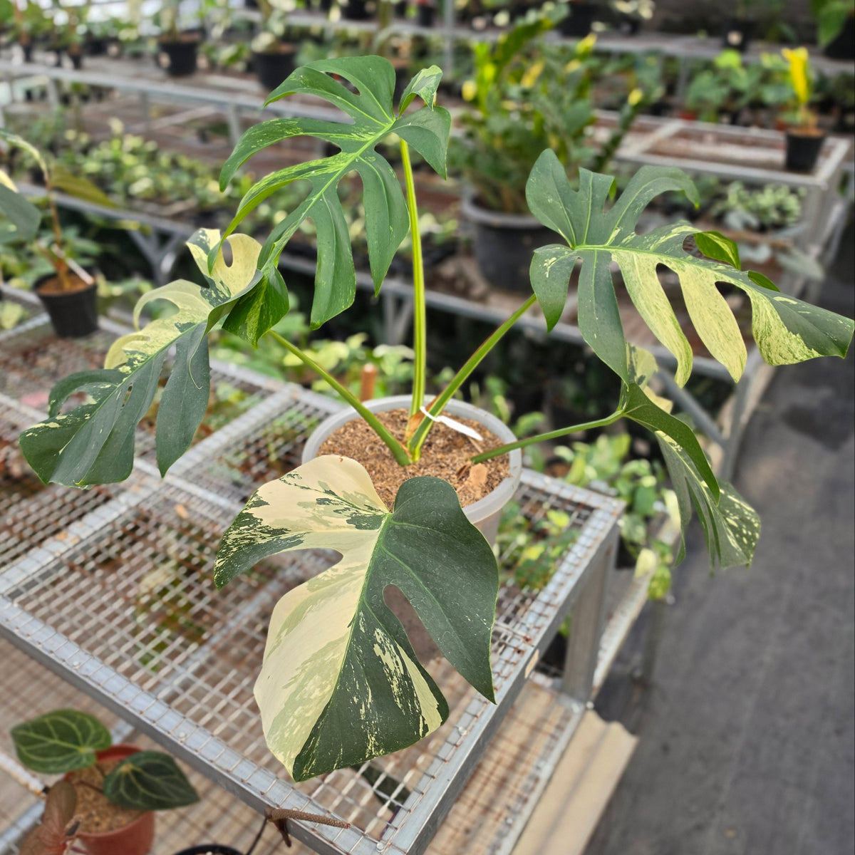 Monstera jungle mint noid (mature size) - AM03-09