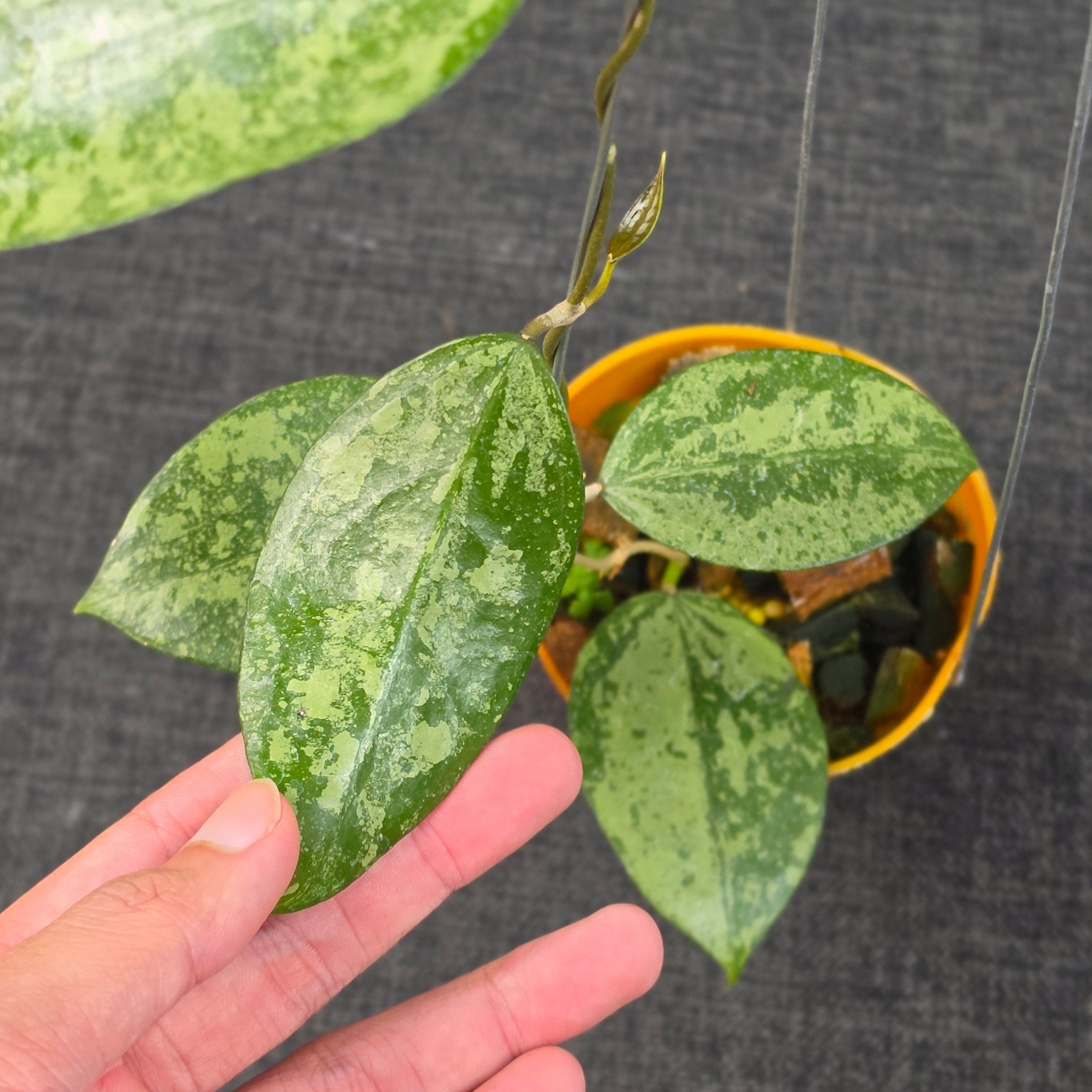 Hoya verticillata 'Nganjuk Splash'