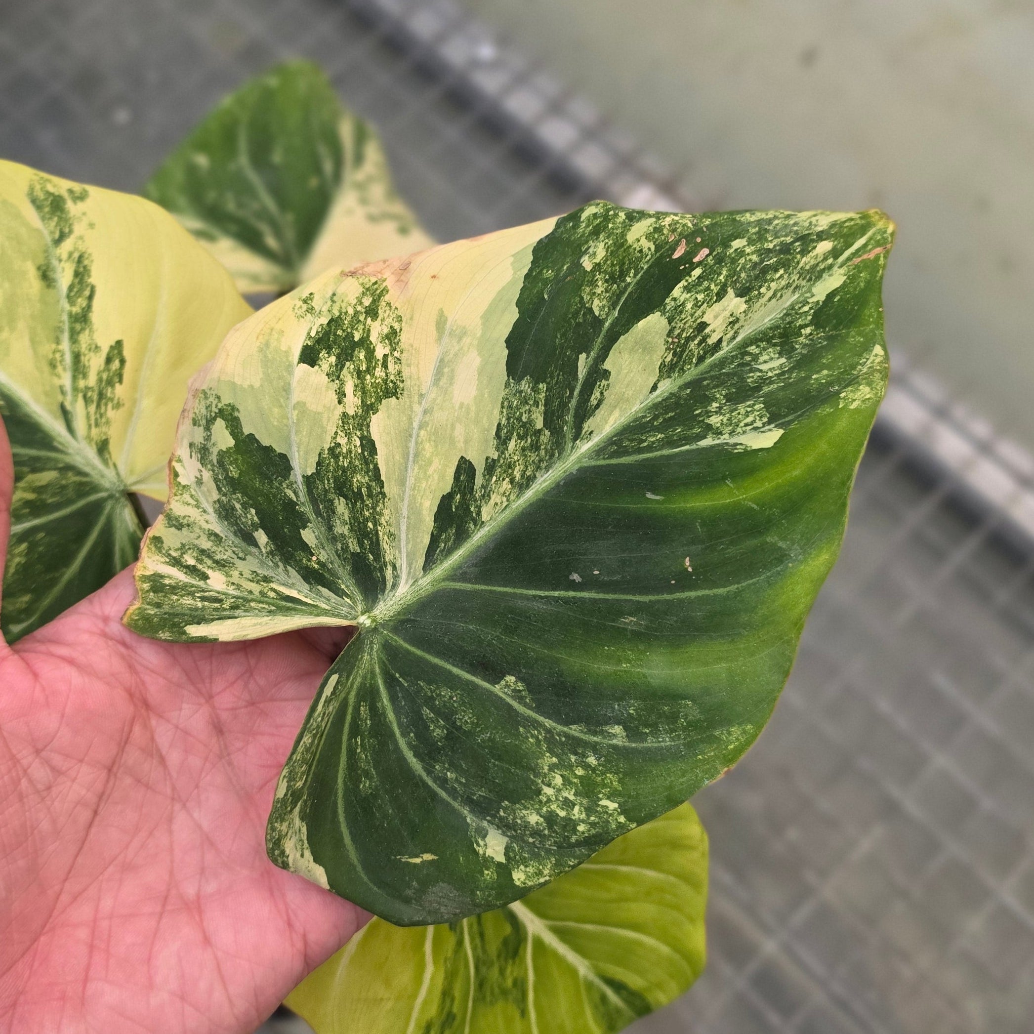 Philodendron gloriosum albo variegated