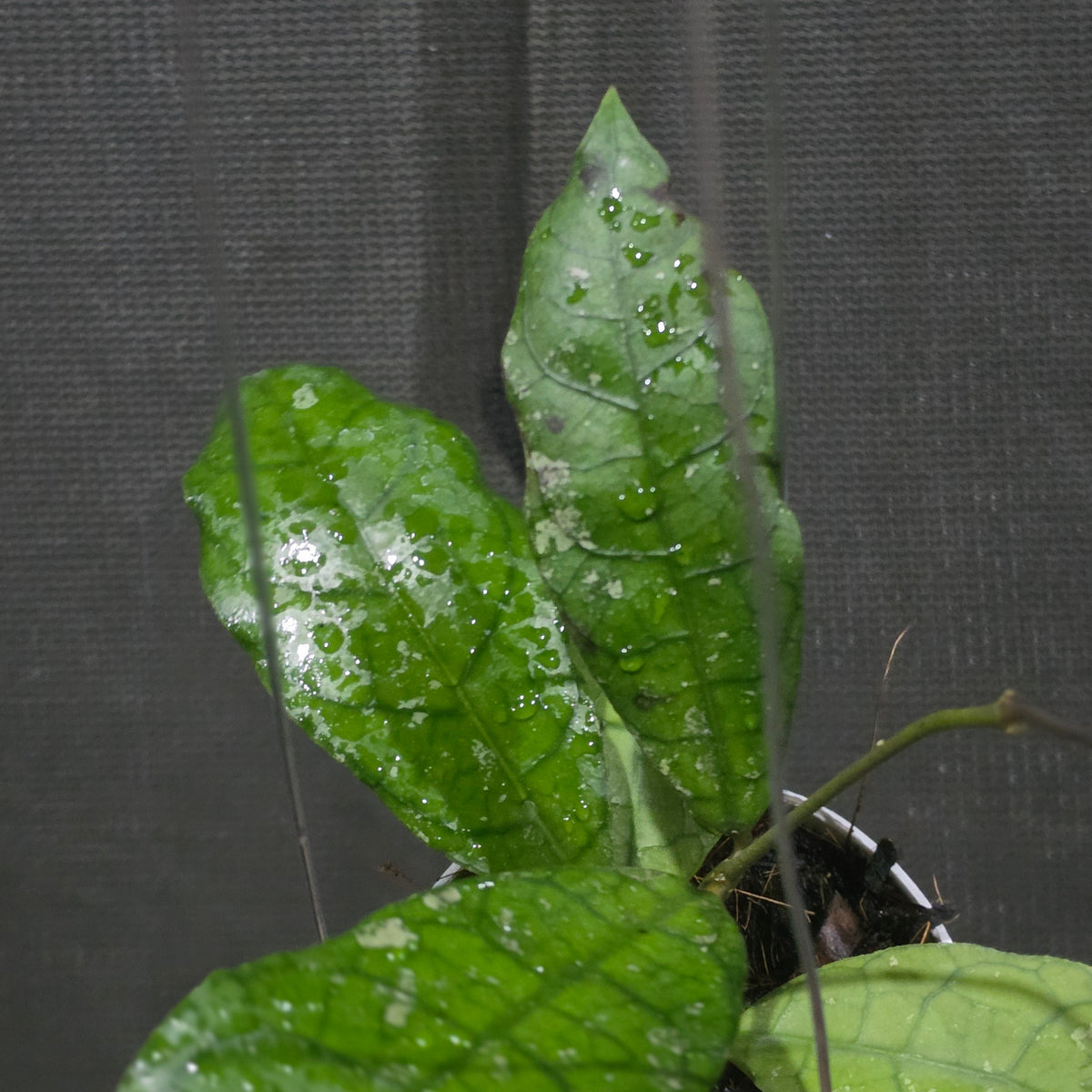Hoya Susanti M13 (aff lambii × clemensiorum Borneo)