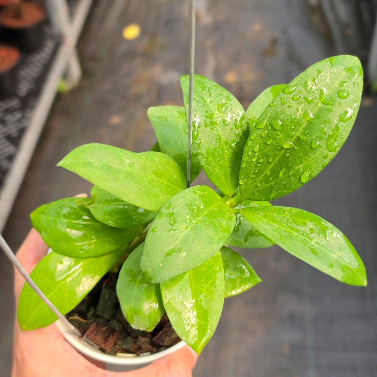 Hoya ICE-023 (Green) x Kerrii Vietnam