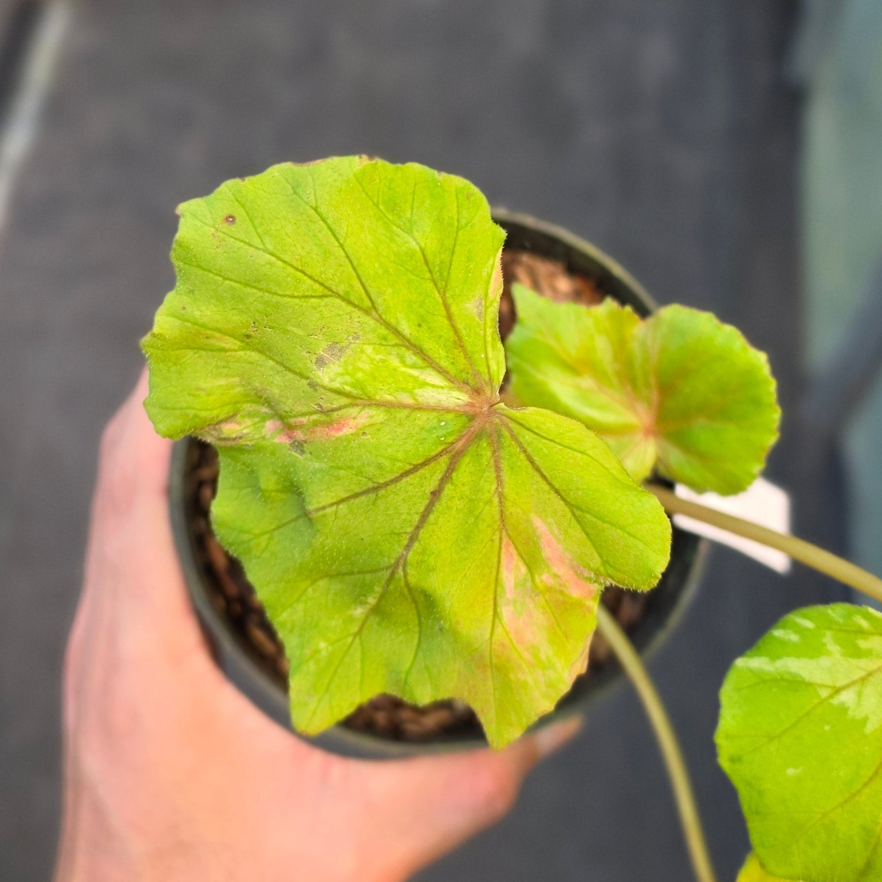 Begonia popenoei