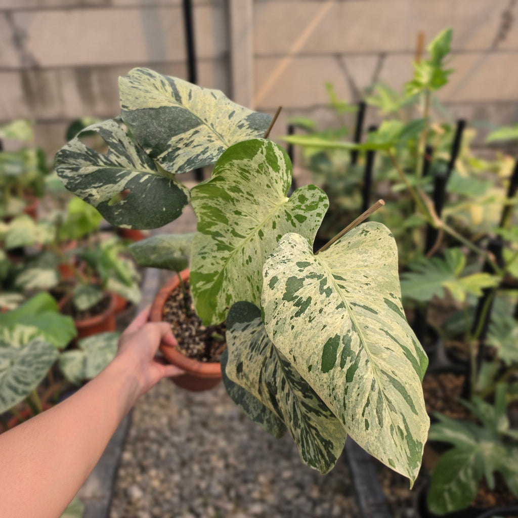 Monstera bulbasaur