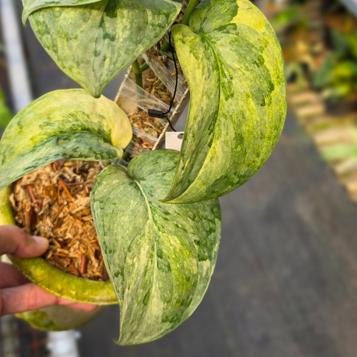 Scindapsus nirmala