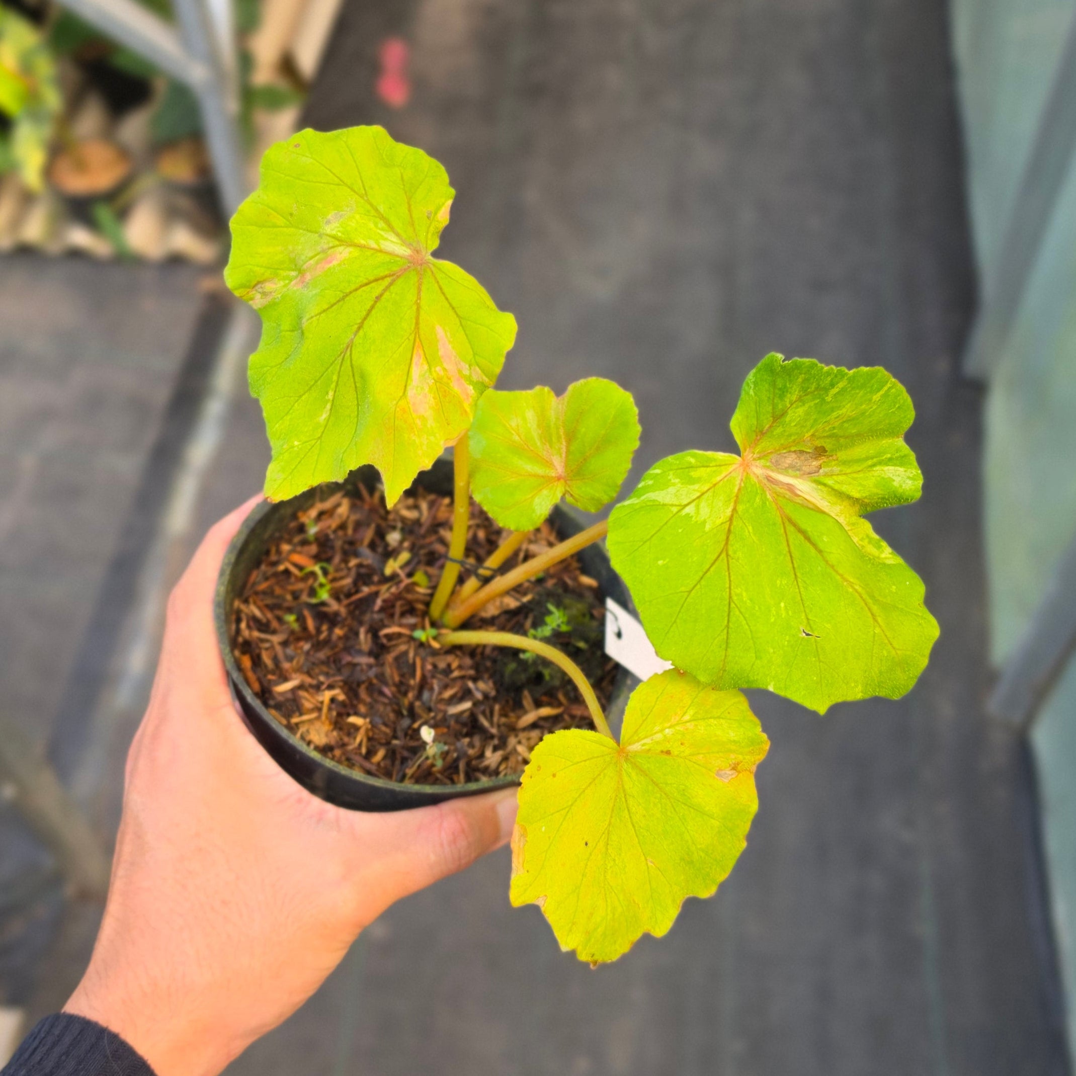 Begonia popenoei