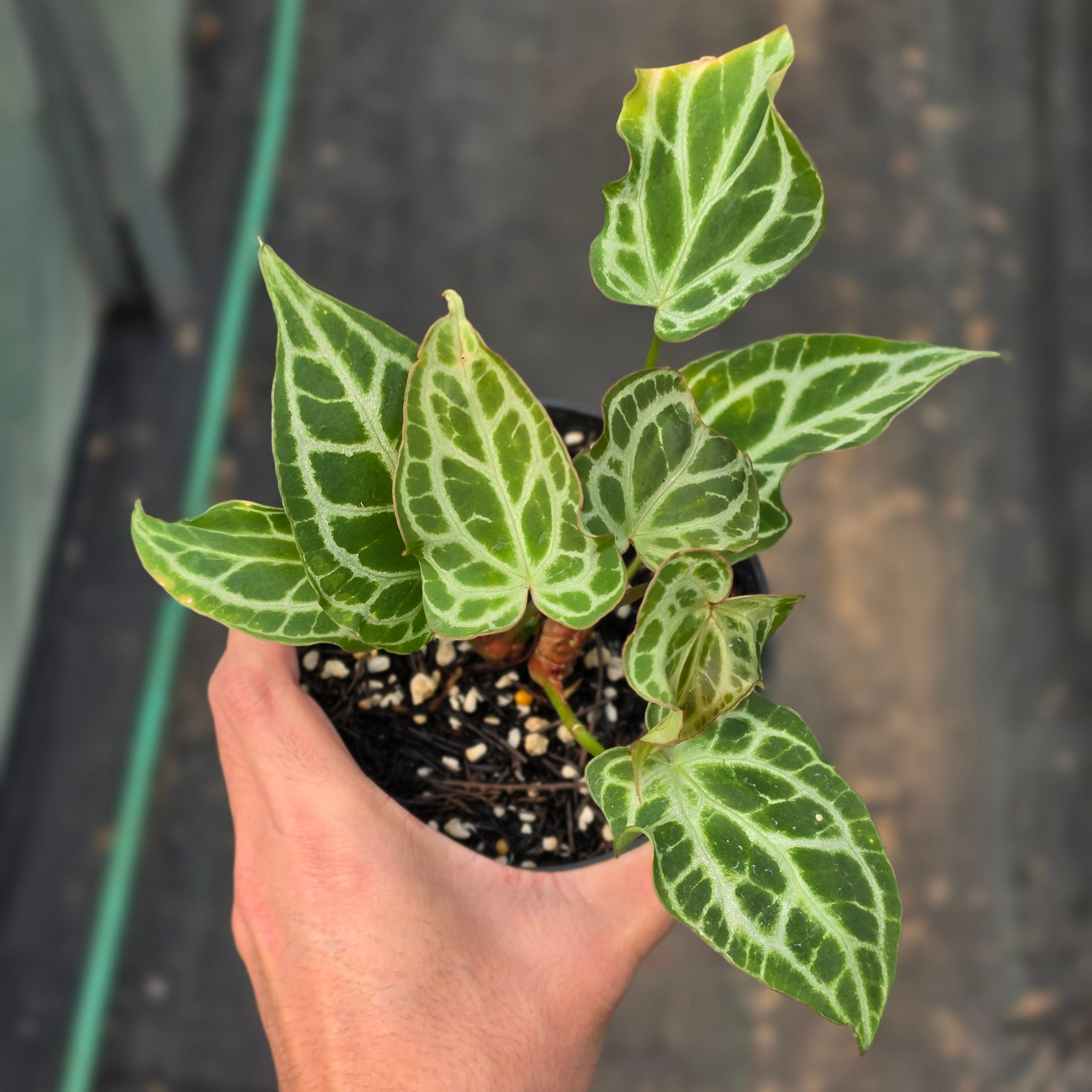 Anthurium crystallinum 'Orochi'