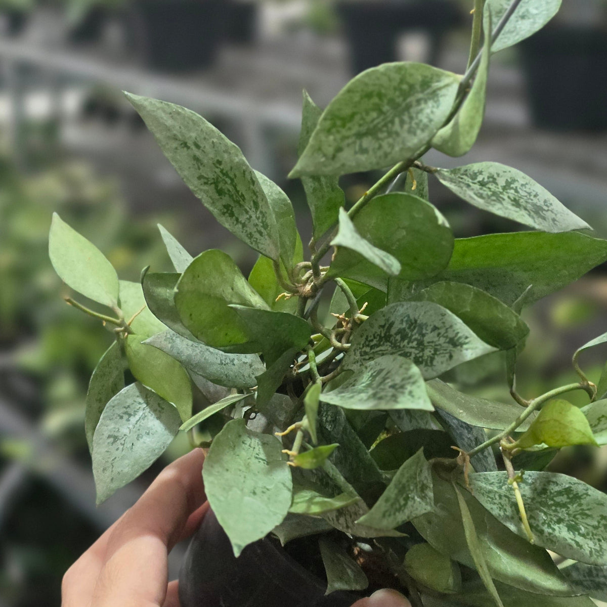 Hoya leopard skin silver
