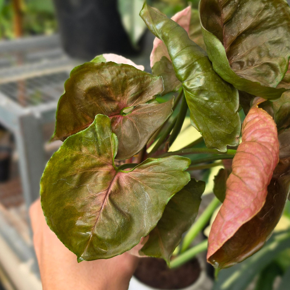 RP Syngonium Maria - AM05-08