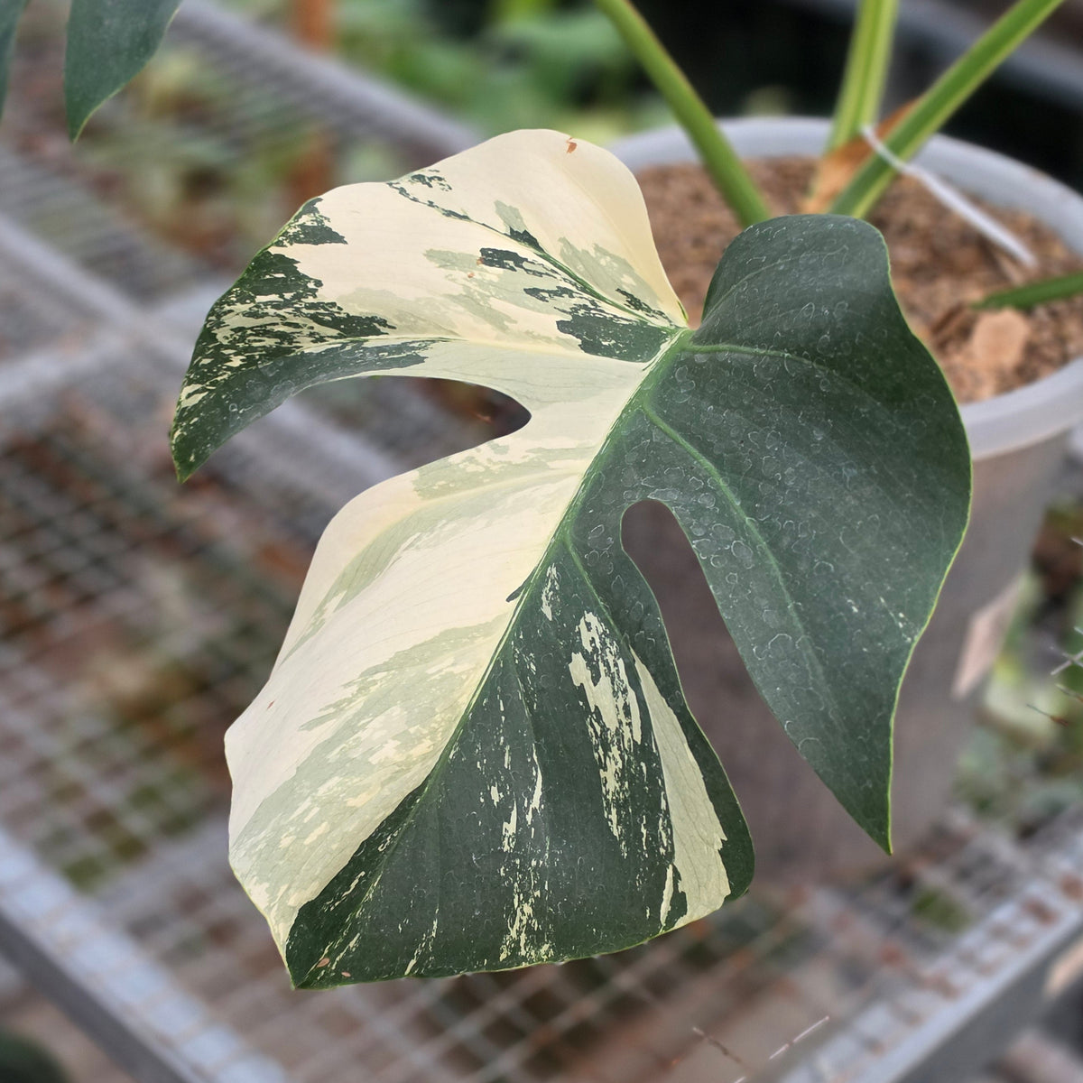 Monstera jungle mint noid (mature size) - AM03-09