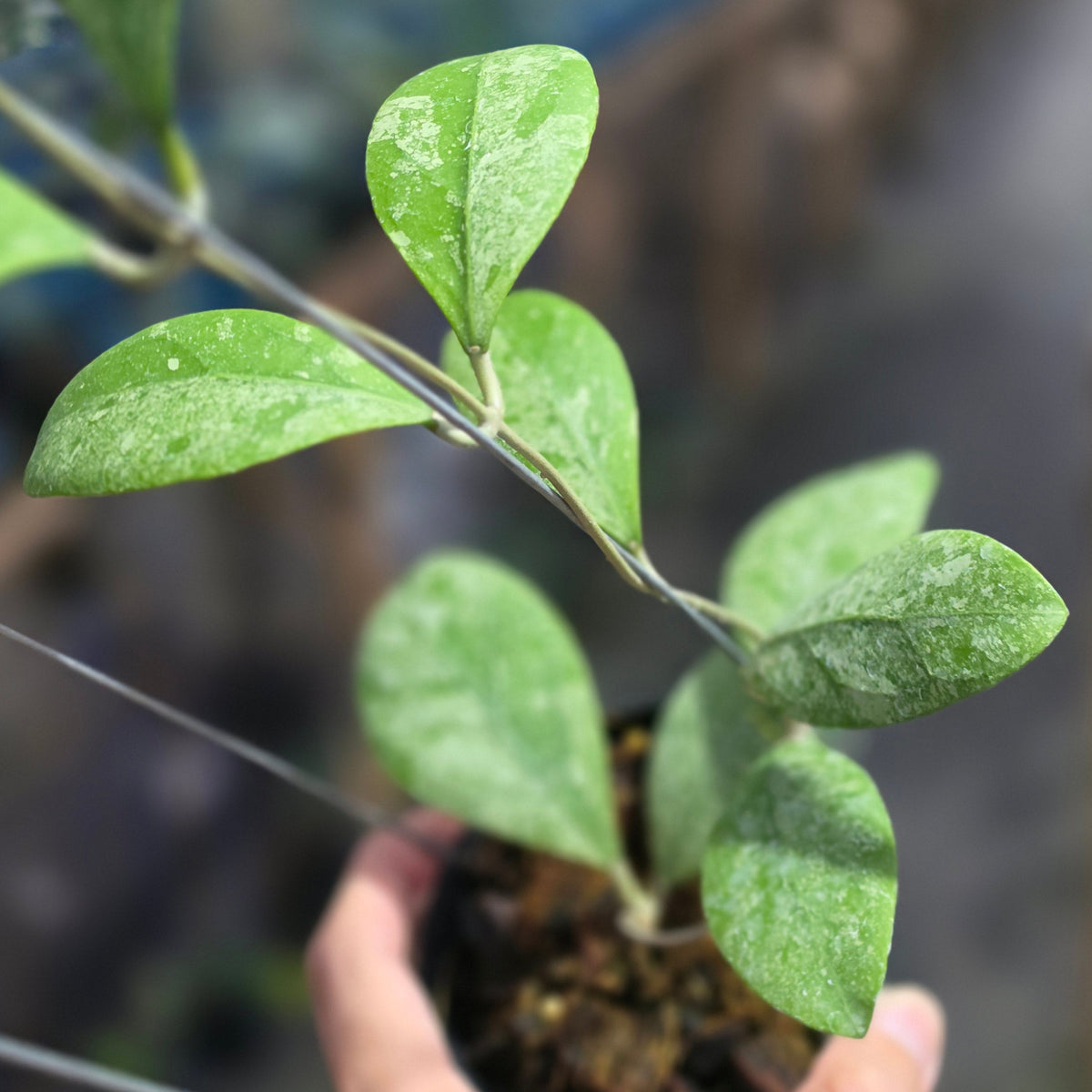 Hoya rintzii 'Silver Ant'