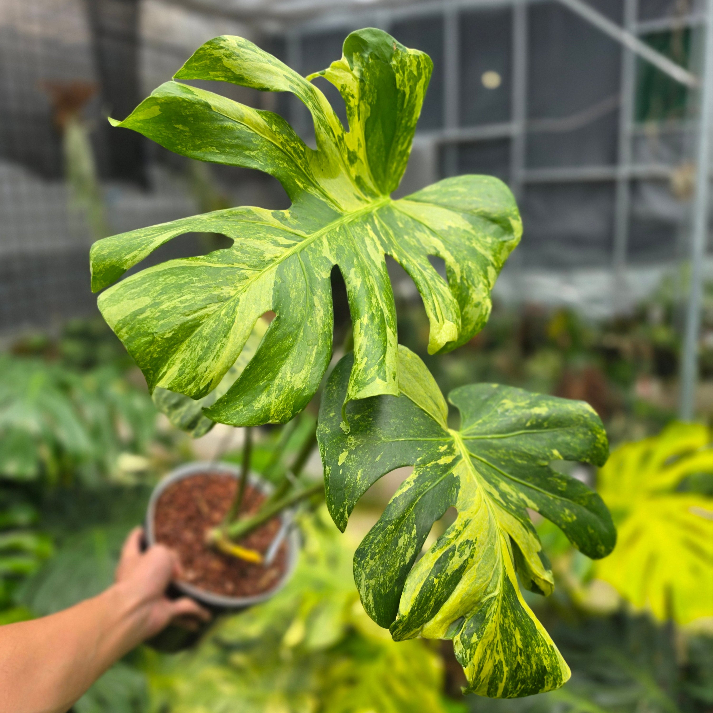 Monstera deliciosa 'Masterpiece'