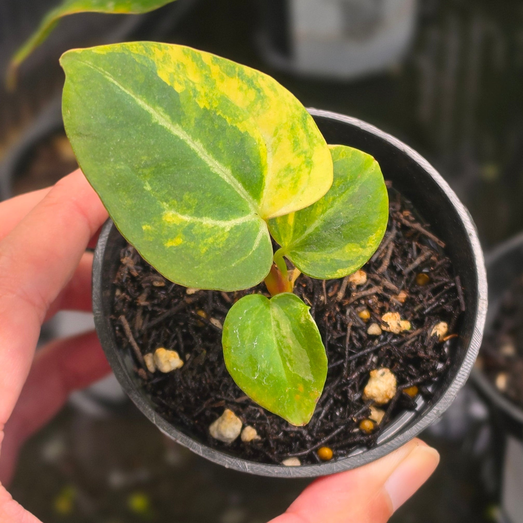 Anthurium venom x domino - seedling
