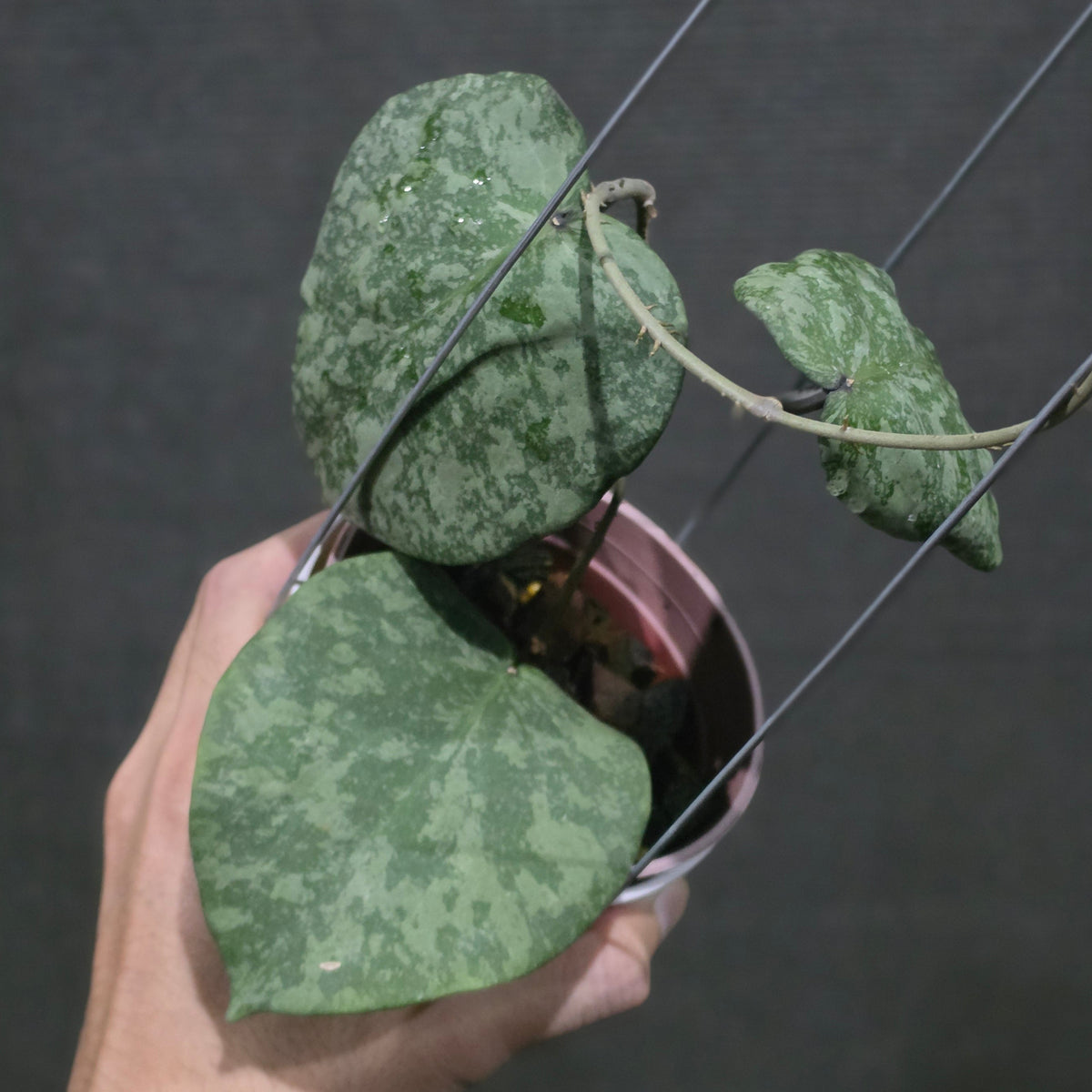 Hoya purpureofusca x imbricata