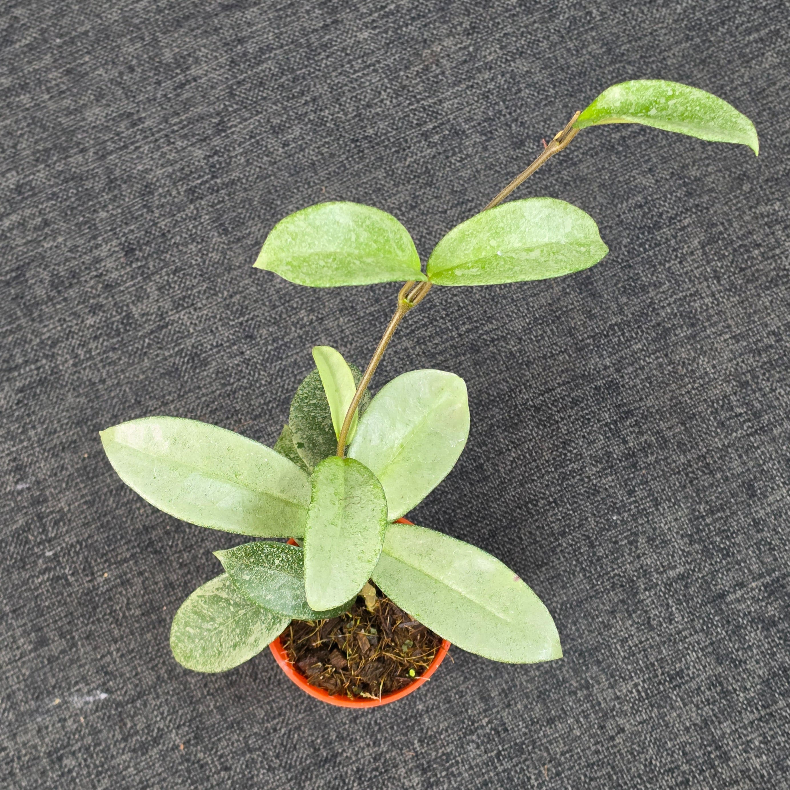 Hoya carnosa 'Nova Ghost'