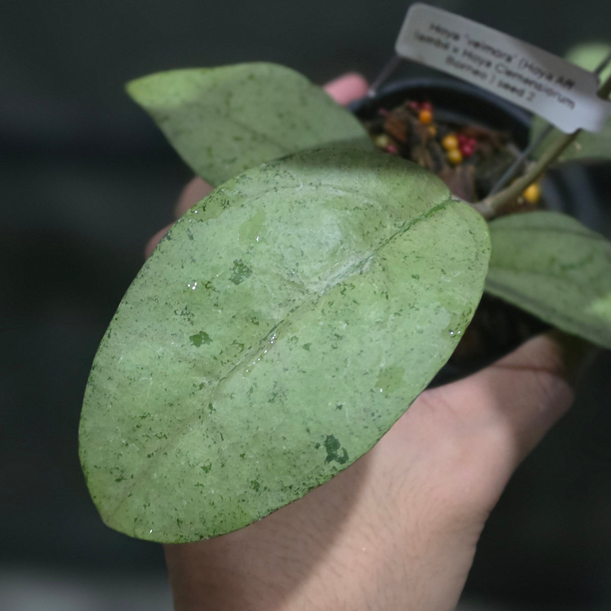 Hoya Velmora