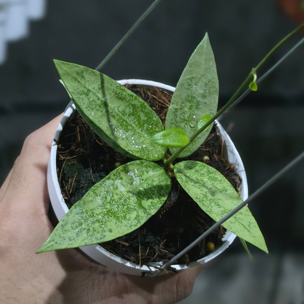Hoya Punakawan Silver