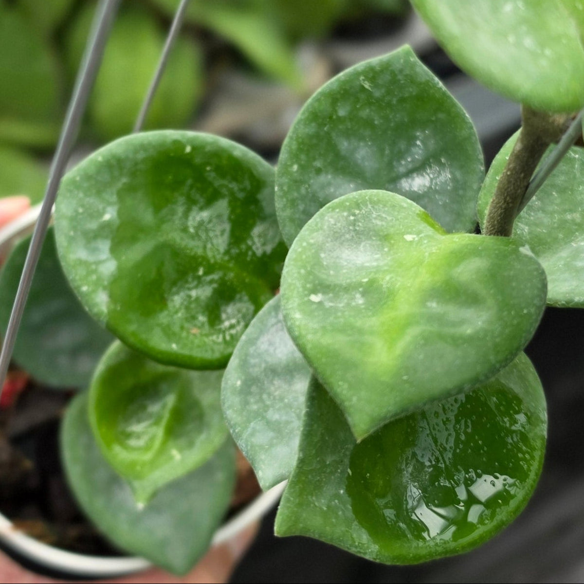 Hoya carnosa ‘Snowball’