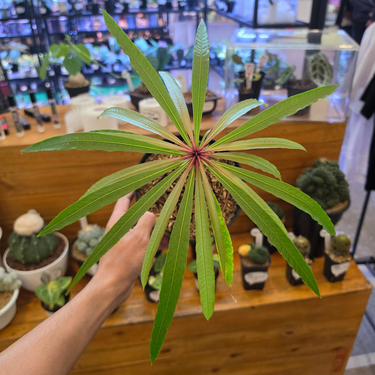 Barringtonia papuana