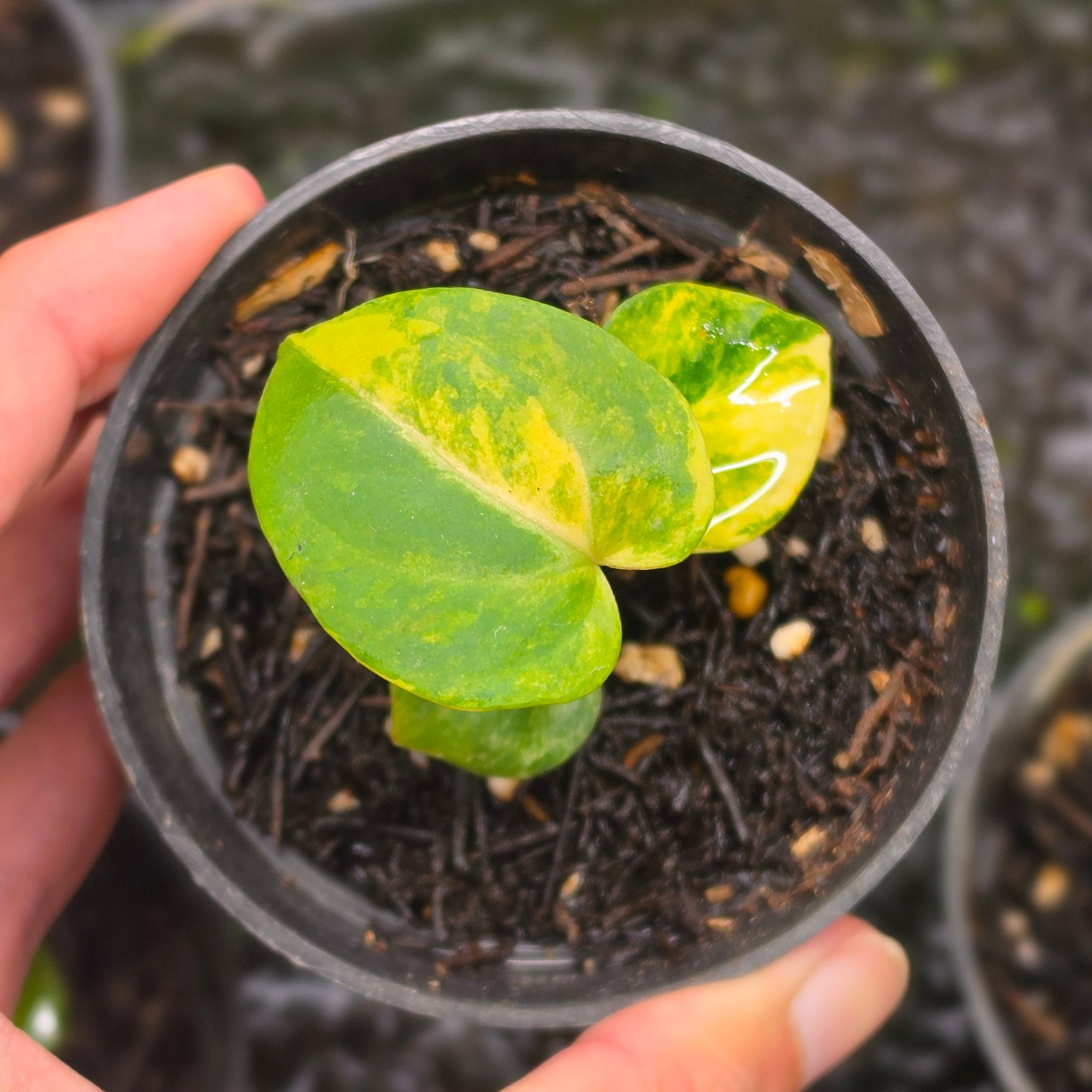 Anthurium gegatron domino x kos porti - seedling