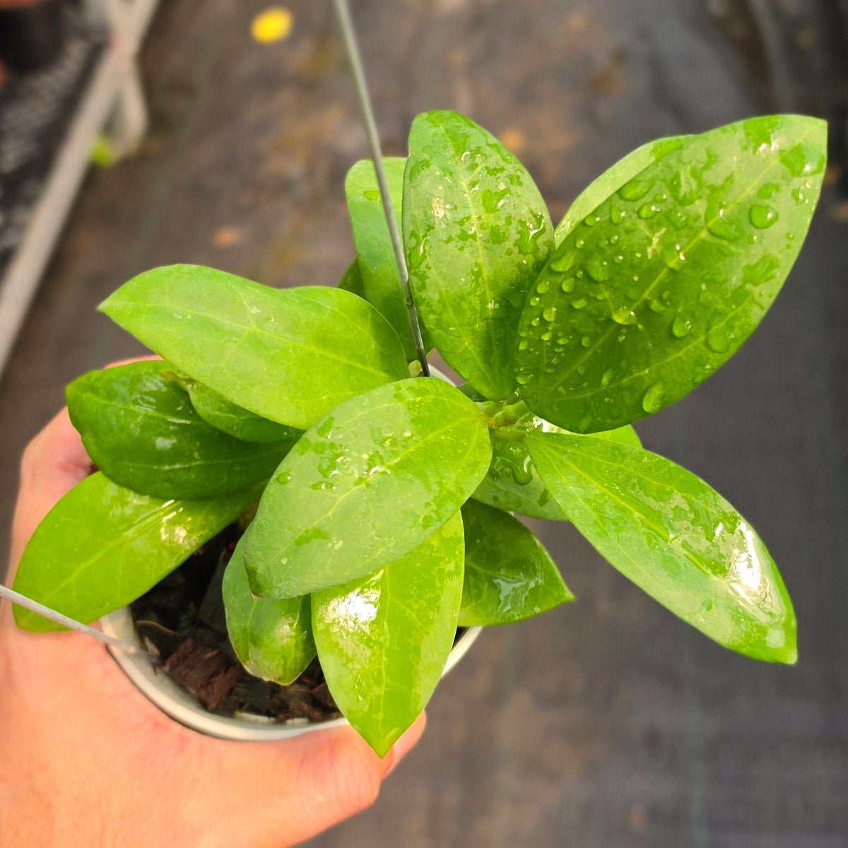 Hoya ICE-023 (Green) x Kerrii Vietnam