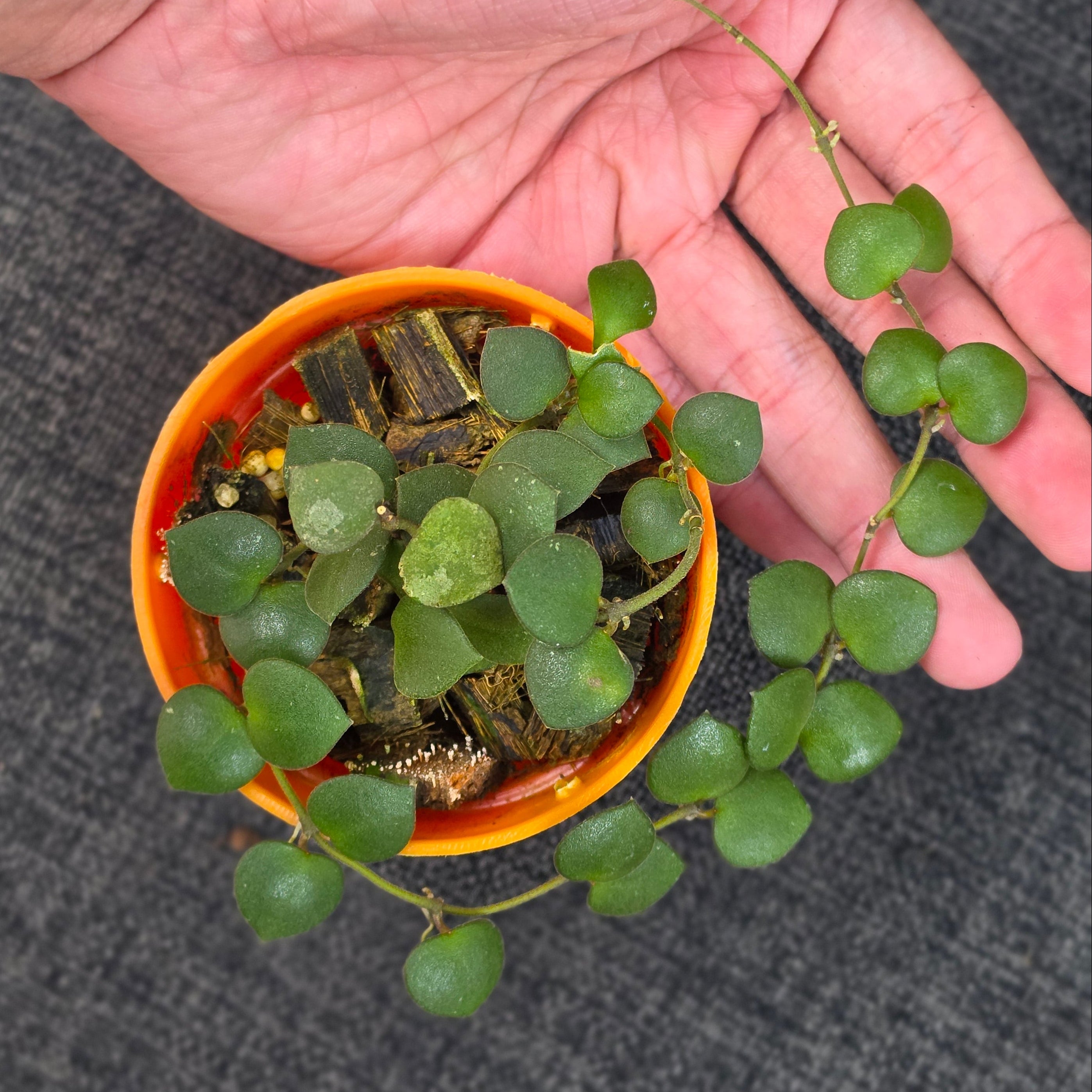 Hoya boycei 'Little Heart'
