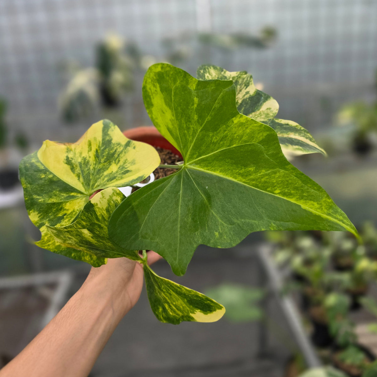 Anthurium pterodactyl variegated - AM18-09